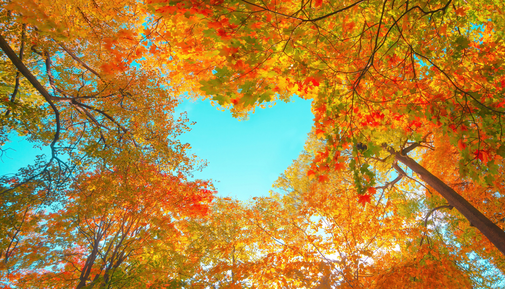 A warm canopy of autumn leaves creates a heart shape overhead.